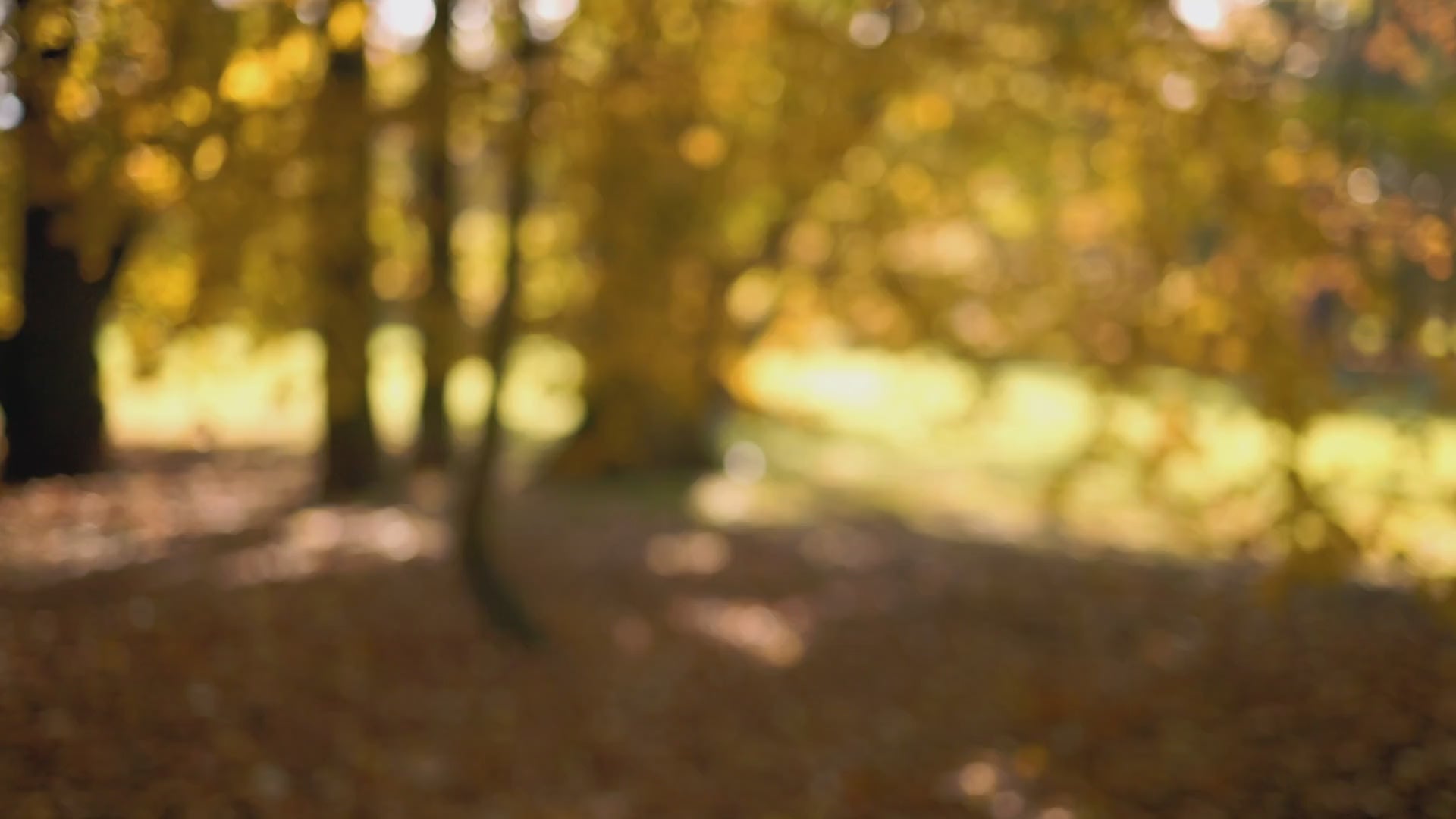 Hobby Horse Pferde - In 4 Farben